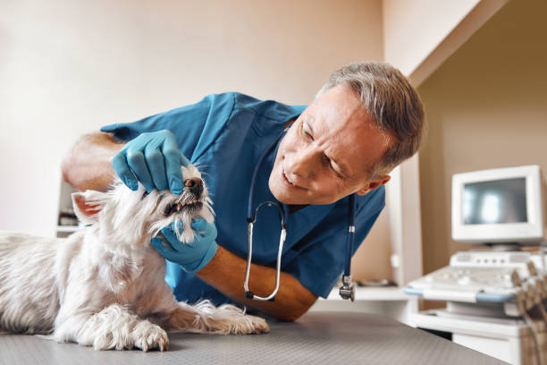 Best Same-Day Emergency Dentist in Stevensville, MI
